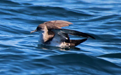 Black-vented Shearwater 2015-10-12