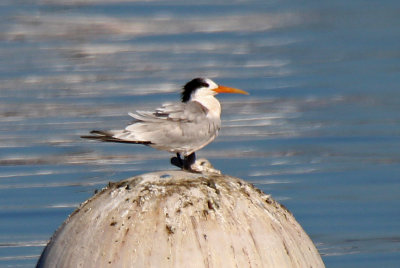 Elegant Tern 2015-10-12