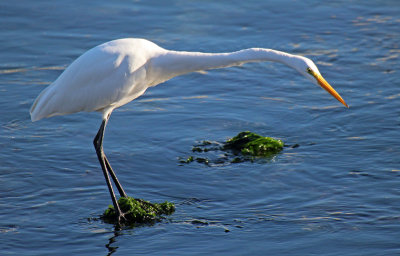 Great Egret 2015-10-12