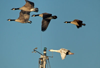 Geese 2015-10-12