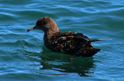 Sooty Shearwater 2015-10-12