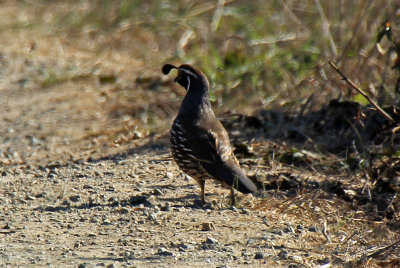 California Quail 2105-10-13