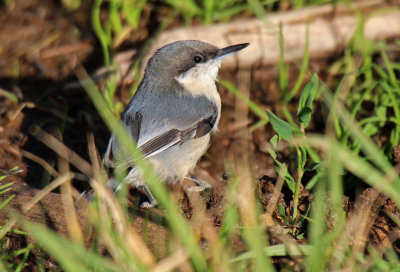 Pygmy Nuthatch 2015-10-15