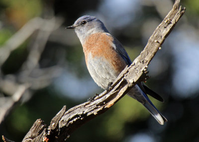 Western Bluebird 2015-10-15