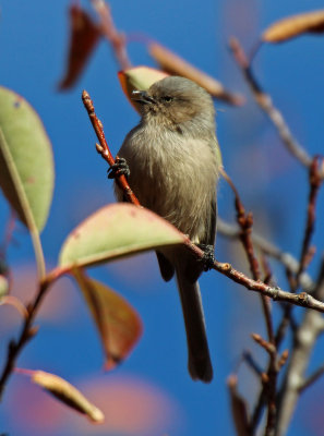 Bushtit 2015-10-16