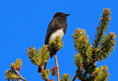 Black Phoebe 2105-10-13