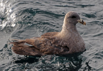 Northern Fulmar 2015-10-10