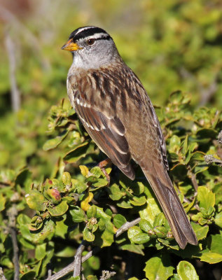 White-crowned Sparrow 2015-10-09