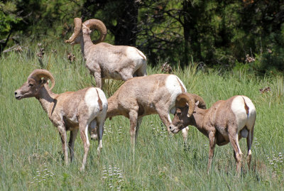 Rocky Mountain Bighorn Sheep 2015-06-28