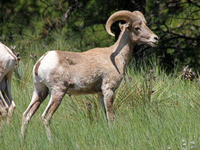 Rocky Mountain Bighorn Sheep 2015-06-28