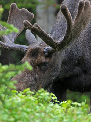 Moose 2015-07-08