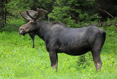 Moose 2015-07-08