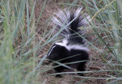 Striped Skunk 2015-07-04