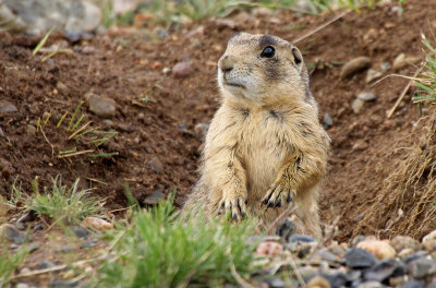 White-tailed Prairie-Dog 2015-07-08