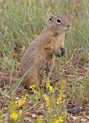 Wyoming Ground-Squirrel 2015-07-08