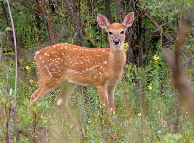 White-tailed Deer 2015-08-17