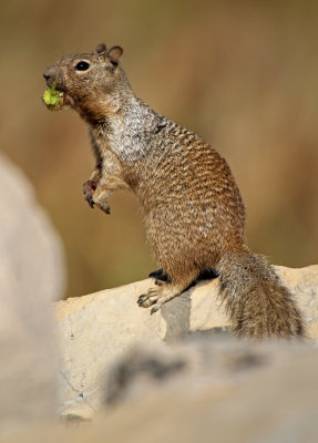 Rock Squirrel 2015-10-06