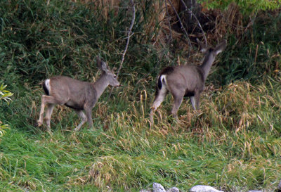 Black-tailed Deer 2015-10-07