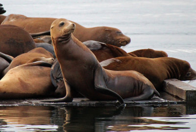 California Sea Lion 2015-10-07