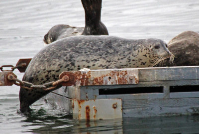 Harbor Seal 2015-10-07