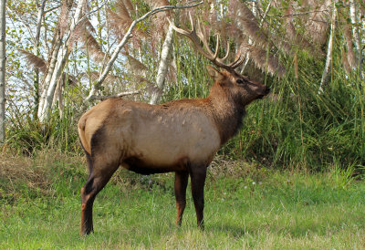 Elk 2015-10-08