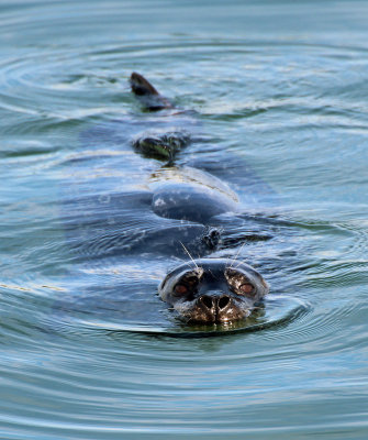 Harbor Seal 2015-10-08