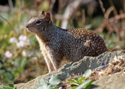 Rock Squirrel 2015-10-08