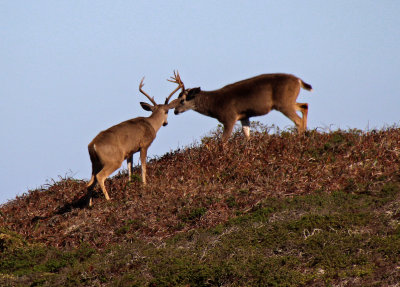 Black-tailed Deer 2015-10-09