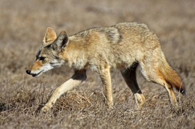 Coyote 2015-10-09