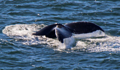 Humpback Whale 2015-10-09