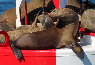 California Sea Lion 2015-10-10