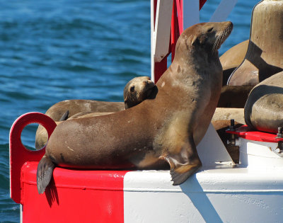 California Sea Lion 2015-10-10