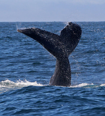 Humpback Whale 2015-10-10