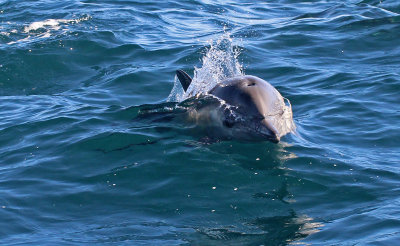 Long-beaked Common Dolphin 2015-10-10