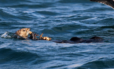 Sea Otter 2015-10-10