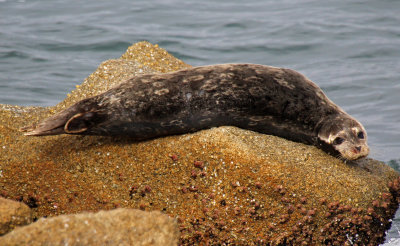 Harbor Seal 2015-10-11