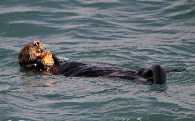 Sea Otter 2015-10-11
