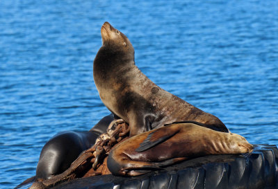California Sea Lion 2015-10-12