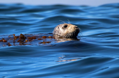 Harbor Seal 2015-10-12