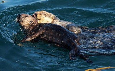Sea Otter 2015-10-12