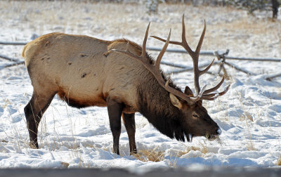 Elk 2015-11-29