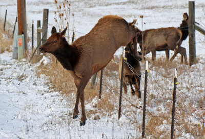 Elk 2015-11-29