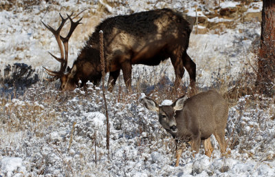 Mule Deer 2015-11-29