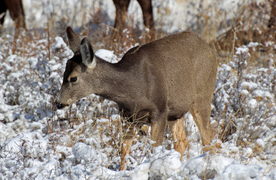 Mule Deer 2015-11-29