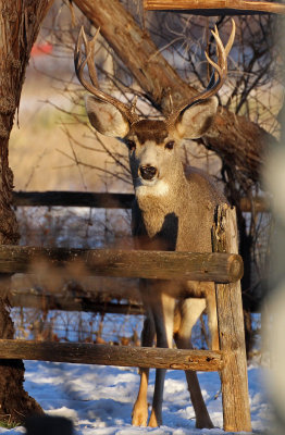 Mule Deer 2015-12-19