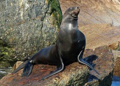 California Sea Lion 2015-10-12