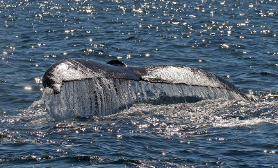 Humpback Whale 2015-10-10