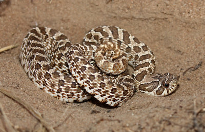 Plains Hog-nosed Snake 2015-06-17