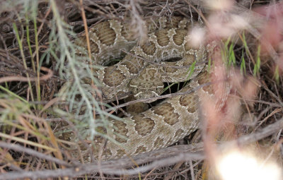 Prairie Rattlesnake 2015-06-17