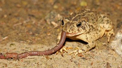 Woodhouse's Toad 2015-06-17